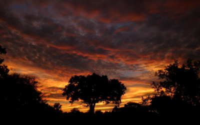 Kruger National Park Safari Cost Breakdown: What’s Included with Johandrea Tours