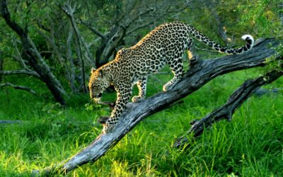 First-Time Safari to Kruger National Park: Everything You Need to Know